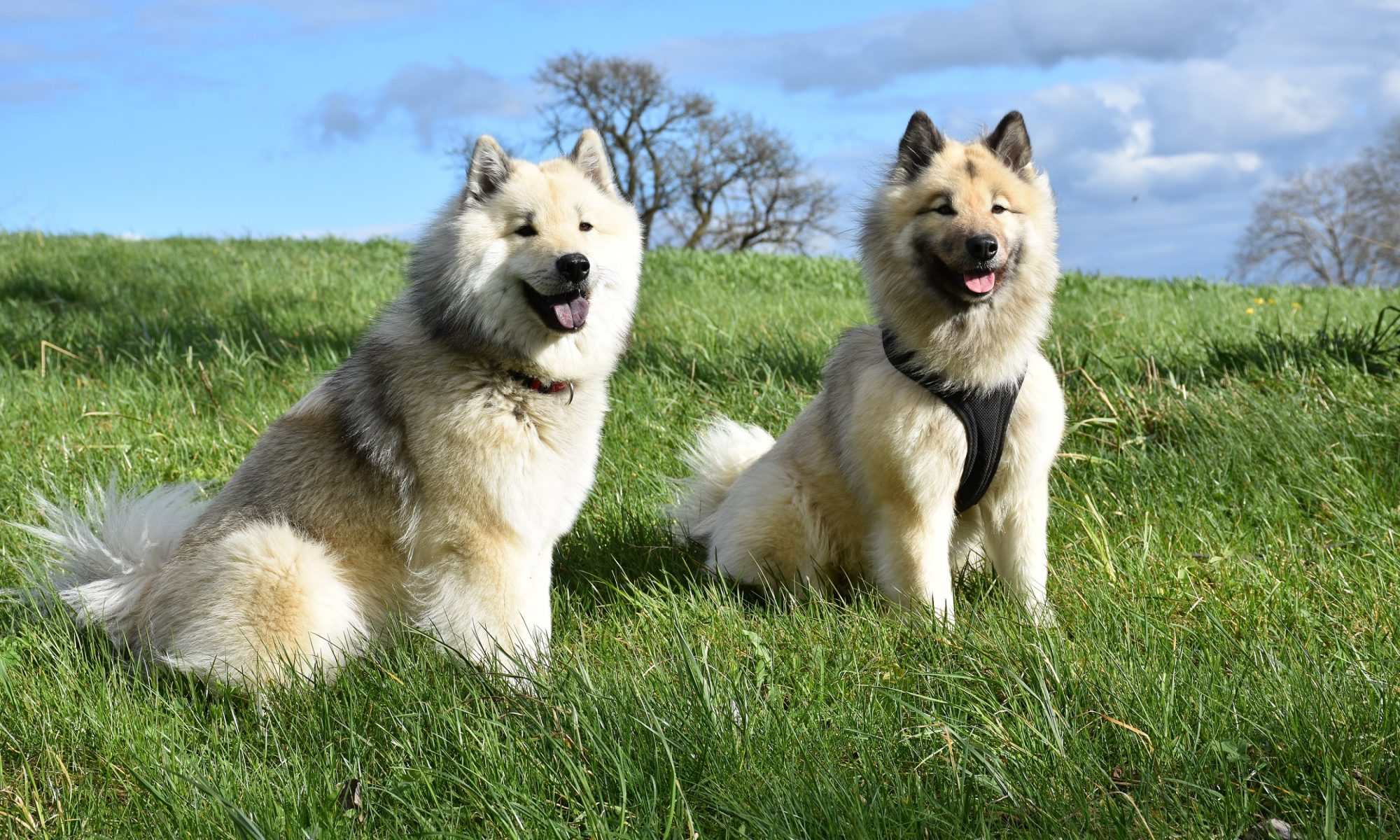 Eurasier von Amorica